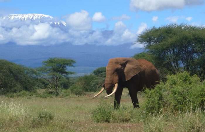 4 Days Tsavo East - Amboseli