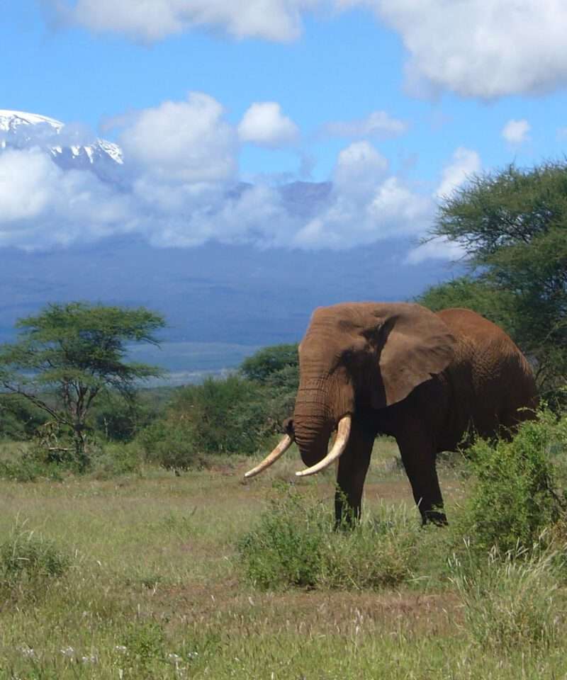 4 Days Tsavo East - Amboseli