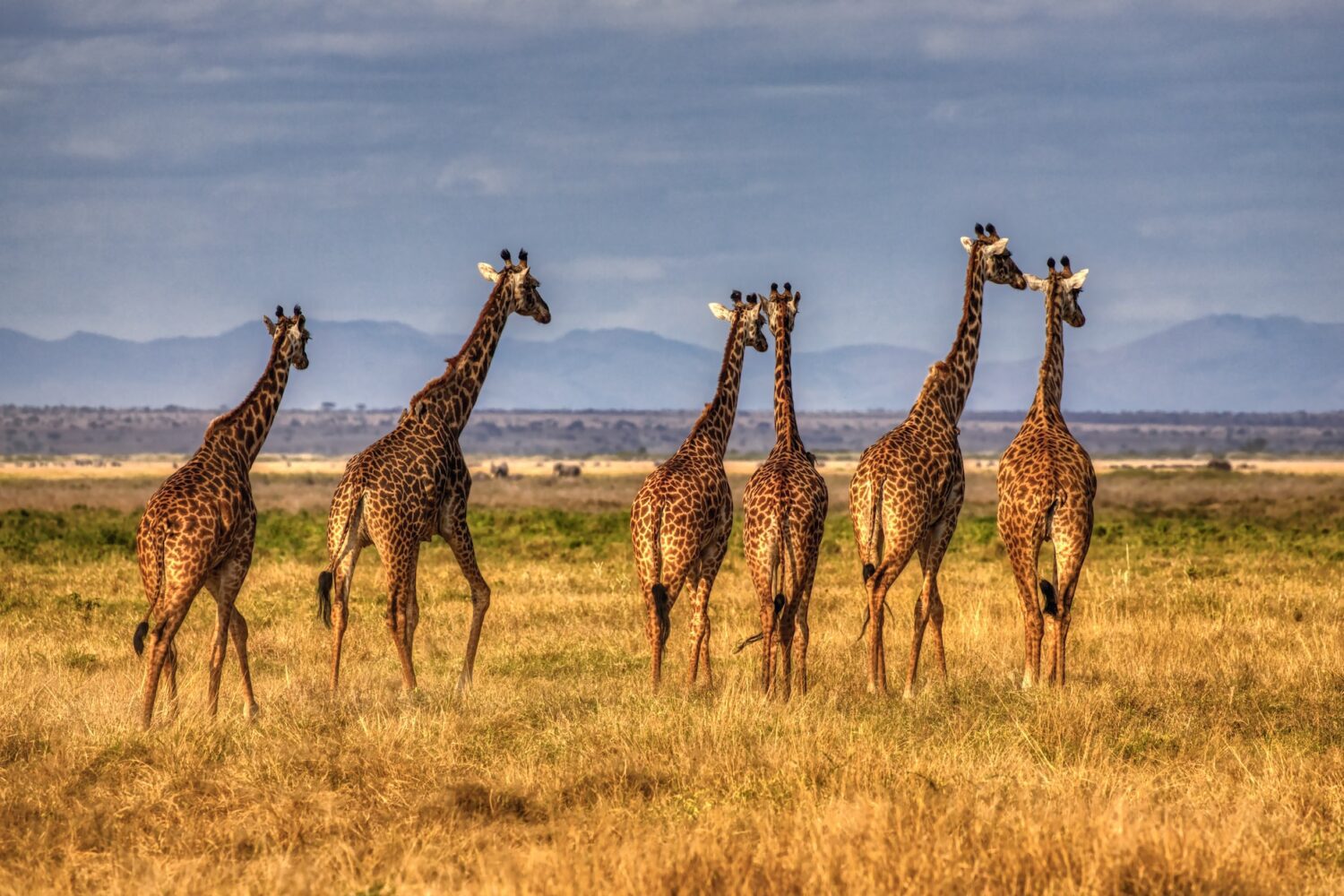 African Safari Tours