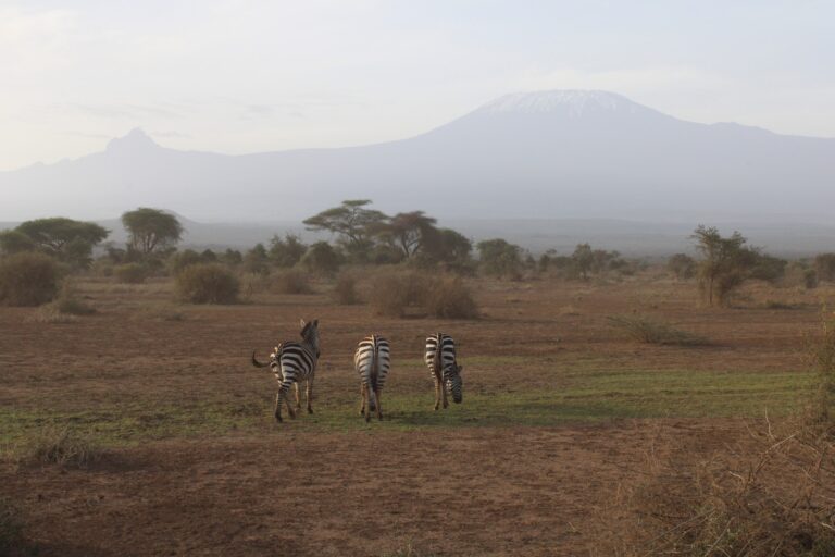 1 Day Amboseli National Park