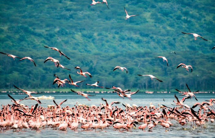 Lake Nakuru Safari