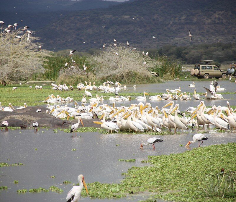 Lake Manyara Safari