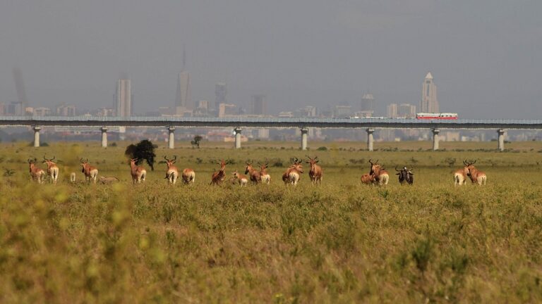 Half Day Nairobi National Park